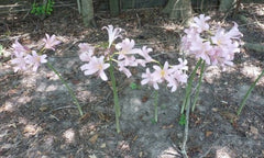 Pink Lycoris Spider Lilies Bulbs Radiata Hurricane Lily Cluster Amayllis Growing Bonsai Roots Rhizomes Corms Tubers Potted Planting Reblooming Fragrant Garden Species Blooms Flower Seeds Plant Gardening