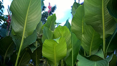 Healthy Canna Bulbs Perennial Growing Bonsai Roots Rhizomes Corms Tubers Potted Planting Reblooming Fragrant Garden Species Blooms Flower Seeds Plant Gardening