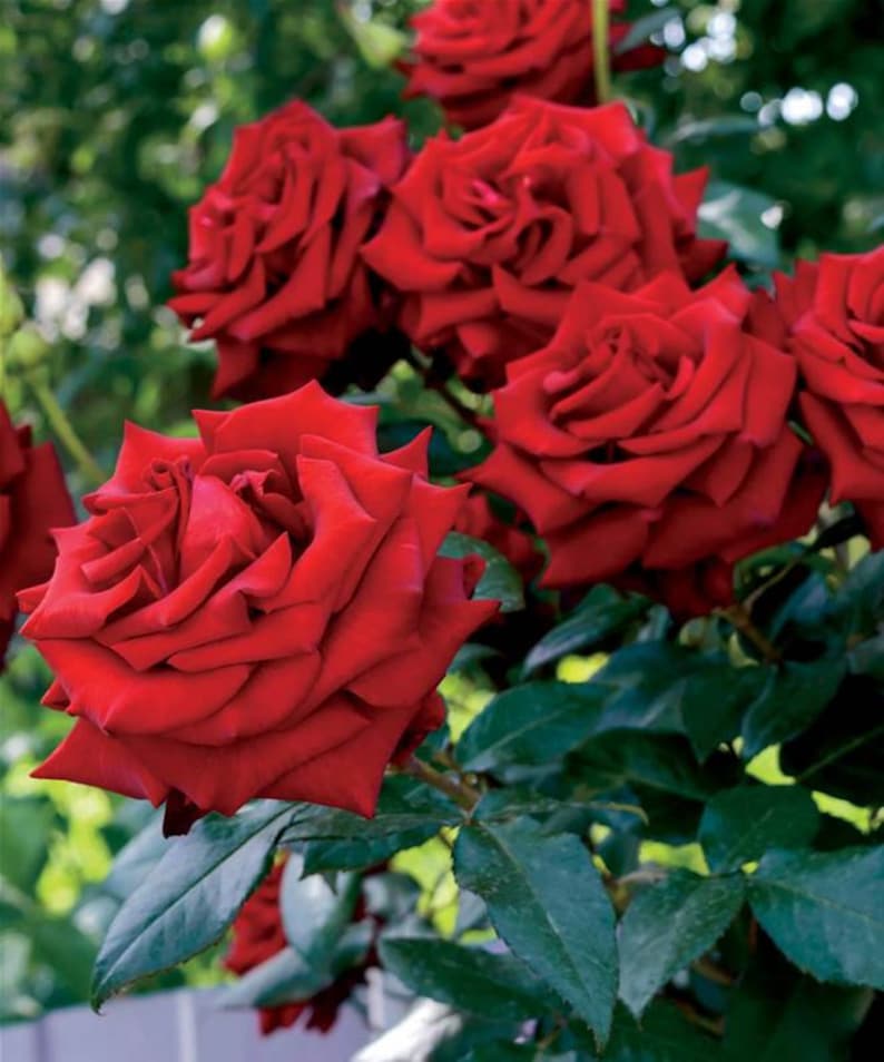 Red Rose Seedlings Flower Seeds Perennial Growing Bonsai Corms Tubers Potted Planting Reblooming Fragrant Garden Roots Rhizomes Species Blooms Plant Bulbs Gardening Tree