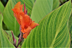 Orange Red Canna Bulbs Perennial Growing Bonsai Roots Rhizomes Corms Tubers Potted Planting Reblooming Fragrant Garden Species Blooms Flower Seeds Plant Gardening