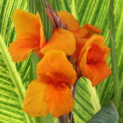 Orange Red Canna Bulbs Perennial Growing Bonsai Roots Rhizomes Corms Tubers Potted Planting Reblooming Fragrant Garden Species Blooms Flower Seeds Plant Gardening