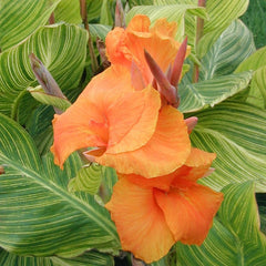 Orange Red Canna Bulbs Perennial Growing Bonsai Roots Rhizomes Corms Tubers Potted Planting Reblooming Fragrant Garden Species Blooms Flower Seeds Plant Gardening