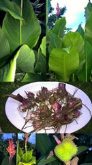 Healthy Canna Bulbs Perennial Growing Bonsai Roots Rhizomes Corms Tubers Potted Planting Reblooming Fragrant Garden Species Blooms Flower Seeds Plant Gardening