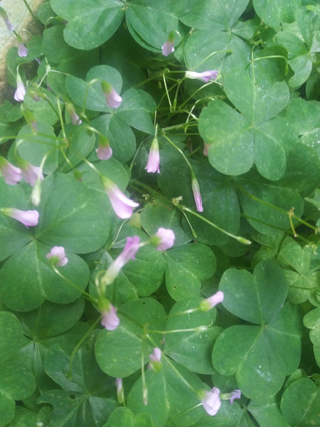 Pink Green Shamrock Oxalis Bulbs Wood Sorrel Perennial Growing Bonsai Roots Rhizomes Corms Tubers Potted Planting Reblooming Fragrant Garden Species Blooms Flower Seeds Plant Gardening