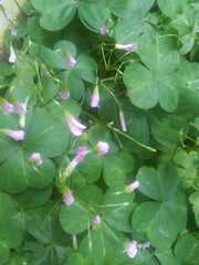 Pink Green Shamrock Oxalis Bulbs Wood Sorrel Perennial Growing Bonsai Roots Rhizomes Corms Tubers Potted Planting Reblooming Fragrant Garden Species Blooms Flower Seeds Plant Gardening