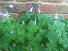 Pink Green Shamrock Oxalis Bulbs Wood Sorrel Perennial Growing Bonsai Roots Rhizomes Corms Tubers Potted Planting Reblooming Fragrant Garden Species Blooms Flower Seeds Plant Gardening