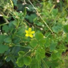 Corniculata Sorrel Oxalis Bulbs Wood Shamrock Perennial Growing Bonsai Roots Rhizomes Corms Tubers Potted Planting Reblooming Fragrant Garden Species Blooms Flower Seeds Plant Gardening