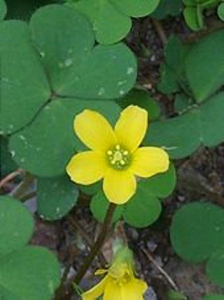Corniculata Sorrel Oxalis Bulbs Wood Shamrock Perennial Growing Bonsai Roots Rhizomes Corms Tubers Potted Planting Reblooming Fragrant Garden Species Blooms Flower Seeds Plant Gardening