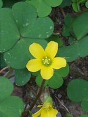 Corniculata Sorrel Oxalis Bulbs Wood Shamrock Perennial Growing Bonsai Roots Rhizomes Corms Tubers Potted Planting Reblooming Fragrant Garden Species Blooms Flower Seeds Plant Gardening