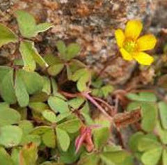 Corniculata Sorrel Oxalis Bulbs Wood Shamrock Perennial Growing Bonsai Roots Rhizomes Corms Tubers Potted Planting Reblooming Fragrant Garden Species Blooms Flower Seeds Plant Gardening