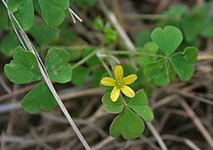Corniculata Sorrel Oxalis Bulbs Wood Shamrock Perennial Growing Bonsai Roots Rhizomes Corms Tubers Potted Planting Reblooming Fragrant Garden Species Blooms Flower Seeds Plant Gardening