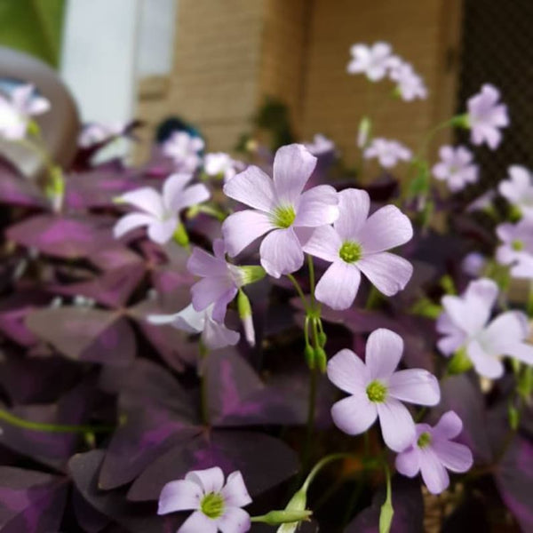 Triangularis Oxalis Bulbs Wood Sorrel Shamrock Perennial Growing Bonsai Roots Rhizomes Corms Tubers Potted Planting Reblooming Fragrant Garden Species Blooms Flower Seeds Plant Gardening