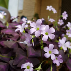 Triangularis Oxalis Bulbs Wood Sorrel Shamrock Perennial Growing Bonsai Roots Rhizomes Corms Tubers Potted Planting Reblooming Fragrant Garden Species Blooms Flower Seeds Plant Gardening