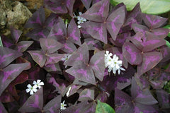 Triangularis Oxalis Bulbs Wood Sorrel Shamrock Perennial Growing Bonsai Roots Rhizomes Corms Tubers Potted Planting Reblooming Fragrant Garden Species Blooms Flower Seeds Plant Gardening