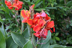 Dwarf Canna Mix Bulbs Perennial Growing Bonsai Roots Rhizomes Corms Tubers Potted Planting Reblooming Fragrant Garden Species Blooms Flower Seeds Plant Gardening