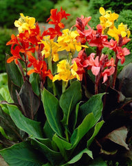 Dwarf Canna Mix Bulbs Perennial Growing Bonsai Roots Rhizomes Corms Tubers Potted Planting Reblooming Fragrant Garden Species Blooms Flower Seeds Plant Gardening