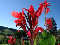 Indica Canna Bulbs Perennial Growing Bonsai Roots Rhizomes Corms Tubers Potted Planting Reblooming Fragrant Garden Species Blooms Flower Seeds Plant Gardening