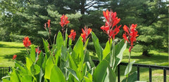 Indica Canna Bulbs Perennial Growing Bonsai Roots Rhizomes Corms Tubers Potted Planting Reblooming Fragrant Garden Species Blooms Flower Seeds Plant Gardening