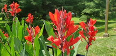 Indica Canna Bulbs Perennial Growing Bonsai Roots Rhizomes Corms Tubers Potted Planting Reblooming Fragrant Garden Species Blooms Flower Seeds Plant Gardening
