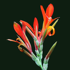 Indica Canna Bulbs Perennial Growing Bonsai Roots Rhizomes Corms Tubers Potted Planting Reblooming Fragrant Garden Species Blooms Flower Seeds Plant Gardening