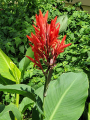 Healthy Canna Cannova Bulbs Perennial Growing Bonsai Roots Rhizomes Corms Tubers Potted Planting Reblooming Fragrant Garden Species Blooms Flower Seeds Plant Gardening