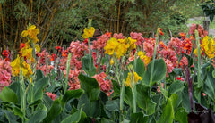 Dwarf Canna Mix Bulbs Perennial Growing Bonsai Roots Rhizomes Corms Tubers Potted Planting Reblooming Fragrant Garden Species Blooms Flower Seeds Plant Gardening