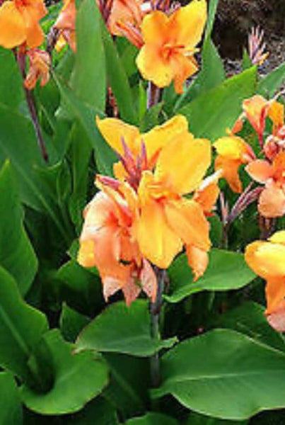Giant Tangerine Canna Bulbs Perennial Growing Bonsai Roots Rhizomes Corms Tubers Potted Planting Reblooming Fragrant Garden Species Blooms Flower Seeds Plant Gardening