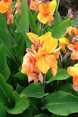 Giant Tangerine Canna Bulbs Perennial Growing Bonsai Roots Rhizomes Corms Tubers Potted Planting Reblooming Fragrant Garden Species Blooms Flower Seeds Plant Gardening