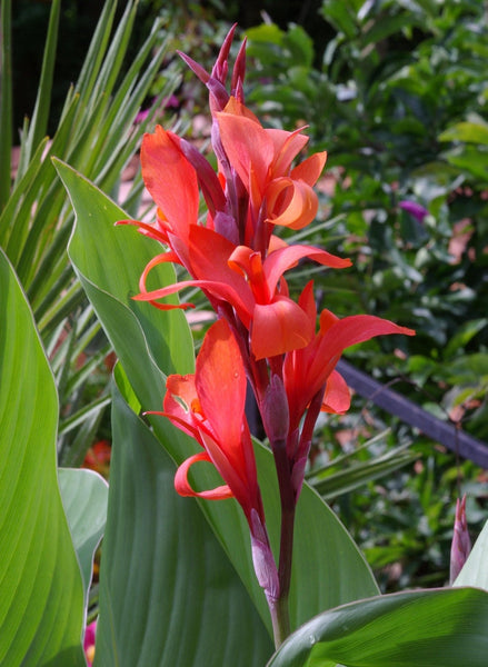 Indica Canna Bulbs Perennial Growing Bonsai Roots Rhizomes Corms Tubers Potted Planting Reblooming Fragrant Garden Species Blooms Flower Seeds Plant Gardening