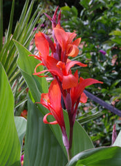 Indica Canna Bulbs Perennial Growing Bonsai Roots Rhizomes Corms Tubers Potted Planting Reblooming Fragrant Garden Species Blooms Flower Seeds Plant Gardening