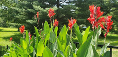 Indica Canna Bulbs Perennial Growing Bonsai Roots Rhizomes Corms Tubers Potted Planting Reblooming Fragrant Garden Species Blooms Flower Seeds Plant Gardening