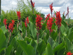 Healthy Canna Cannova Bulbs Perennial Growing Bonsai Roots Rhizomes Corms Tubers Potted Planting Reblooming Fragrant Garden Species Blooms Flower Seeds Plant Gardening