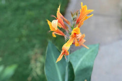 Giant Tangerine Canna Bulbs Perennial Growing Bonsai Roots Rhizomes Corms Tubers Potted Planting Reblooming Fragrant Garden Species Blooms Flower Seeds Plant Gardening