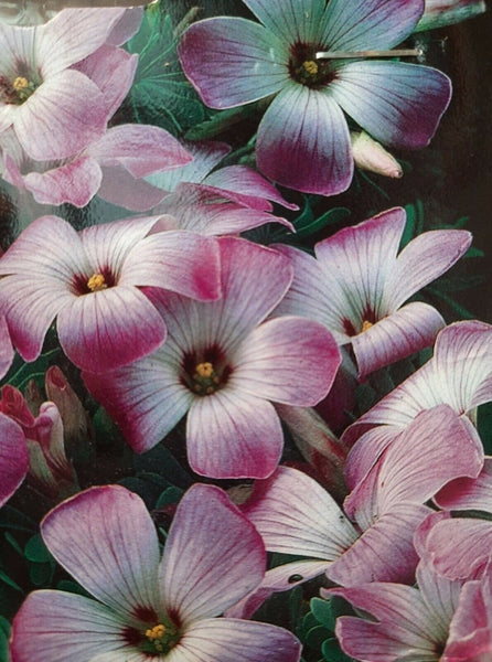 Chilean Hardy Sorrel Oxalis Bulbs Wood Shamrock Perennial Growing Bonsai Roots Rhizomes Corms Tubers Potted Planting Reblooming Fragrant Garden Species Blooms Flower Seeds Plant Gardening