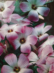 Chilean Hardy Sorrel Oxalis Bulbs Wood Shamrock Perennial Growing Bonsai Roots Rhizomes Corms Tubers Potted Planting Reblooming Fragrant Garden Species Blooms Flower Seeds Plant Gardening