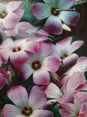 Chilean Oxalis Bulbs Wood Sorrel Shamrock Perennial Growing Bonsai Roots Rhizomes Corms Tubers Potted Planting Reblooming Fragrant Garden Species Blooms Flower Seeds Plant Gardening