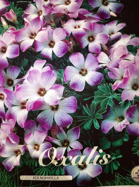 Chilean Oxalis Bulbs Wood Sorrel Shamrock Perennial Growing Bonsai Roots Rhizomes Corms Tubers Potted Planting Reblooming Fragrant Garden Species Blooms Flower Seeds Plant Gardening