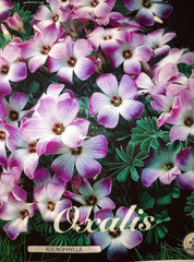 Chilean Oxalis Bulbs Wood Sorrel Shamrock Perennial Growing Bonsai Roots Rhizomes Corms Tubers Potted Planting Reblooming Fragrant Garden Species Blooms Flower Seeds Plant Gardening