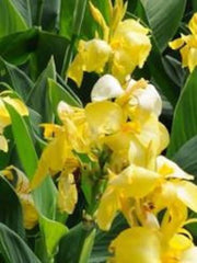 Yellow Gold Canna Bulbs Perennial Growing Bonsai Roots Rhizomes Corms Tubers Potted Planting Reblooming Fragrant Garden Species Blooms Flower Seeds Plant Gardening - Seedsplant