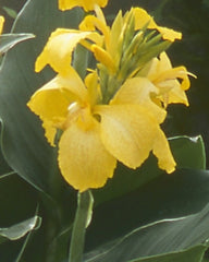 Yellow Gold Canna Bulbs Perennial Growing Bonsai Roots Rhizomes Corms Tubers Potted Planting Reblooming Fragrant Garden Species Blooms Flower Seeds Plant Gardening - Seedsplant
