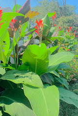 Purpurea Canna Bulbs Perennial Growing Bonsai Roots Rhizomes Corms Tubers Potted Planting Reblooming Fragrant Garden Species Blooms Flower Seeds Plant Gardening