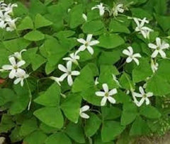 Cheap Green Oxalis Bulbs Wood Sorrel Shamrock Perennial Growing Bonsai Roots Rhizomes Corms Tubers Potted Planting Reblooming Fragrant Garden Species Blooms Flower Seeds Plant Gardening - Seedsplant