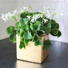 Lucky Oxalis Bulbs Wood Sorrel Shamrock Perennial Growing Bonsai Roots Rhizomes Corms Tubers Potted Planting Reblooming Fragrant Garden Species Blooms Flower Seeds Plant Gardening