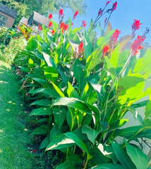 Purpurea Canna Bulbs Perennial Growing Bonsai Roots Rhizomes Corms Tubers Potted Planting Reblooming Fragrant Garden Species Blooms Flower Seeds Plant Gardening