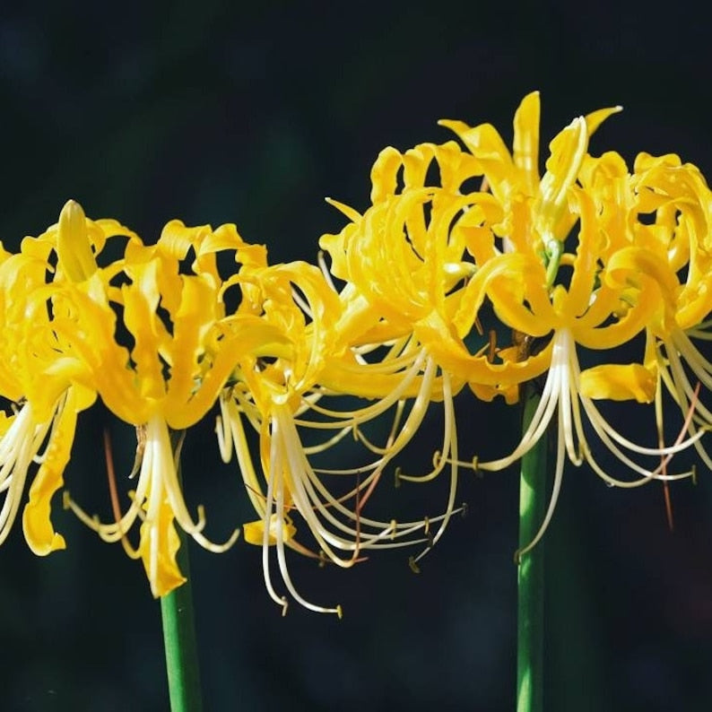 golden spider lily plant Yellow Golden Lycoris Spider Lilies Bulbs Radiata Hurricane Lily Cluster Amayllis Growing Bonsai Roots Rhizomes Corms Tubers Potted Planting Reblooming Fragrant Garden Species Blooms Flower Seeds Plant Gardening