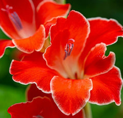 Red One Freesia Bulbs Growing Bonsai Roots Rhizomes Corms Tubers Potted Planting Reblooming Fragrant Garden Species Blooms Flower Seeds Plant Gardening