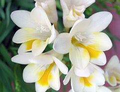 Alba Freesia Bulbs Growing Bonsai Roots Rhizomes Corms Tubers Potted Planting Reblooming Fragrant Garden Species Blooms Flower Seeds Plant Gardening