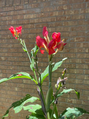 Tropical Flare Canna Bulbs Perennial Growing Bonsai Roots Rhizomes Corms Tubers Potted Planting Reblooming Fragrant Garden Species Blooms Flower Seeds Plant Gardening