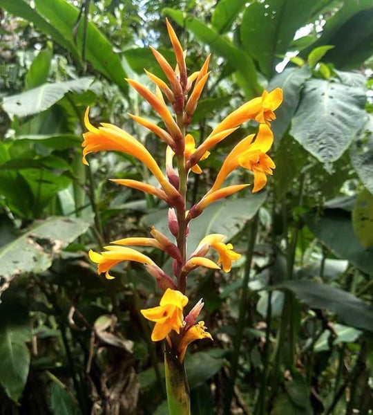 Orange Canna Bulbs Perennial Growing Bonsai Roots Rhizomes Corms Tubers Potted Planting Reblooming Fragrant Garden Species Blooms Flower Seeds Plant Gardening