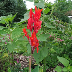 Grow Canna Bulbs Perennial Growing Bonsai Roots Rhizomes Corms Tubers Potted Planting Reblooming Fragrant Garden Species Blooms Flower Seeds Plant Gardening